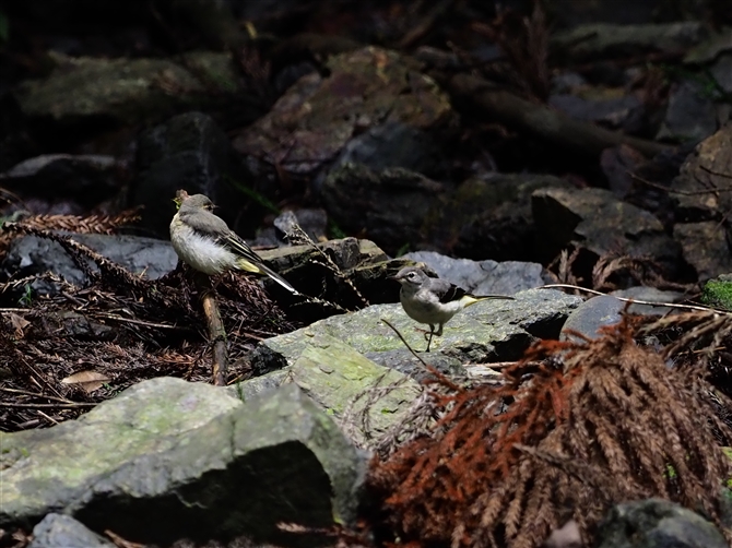 LZLC,Grey Wagtail